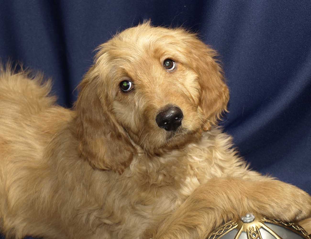Golden Retriever Goldendoodle Mix Dog Breed Dog Dwell