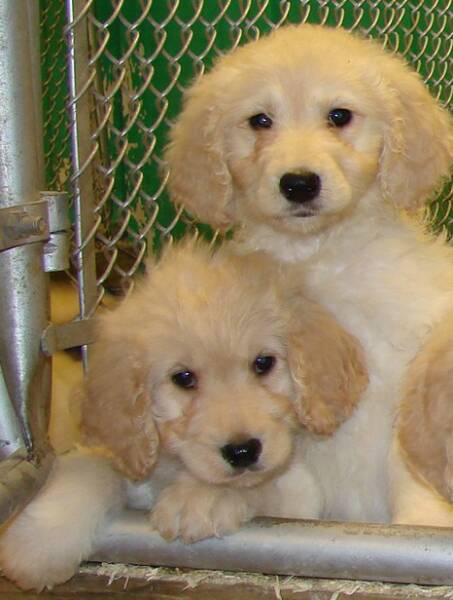 mini goldendoodle puppies for sale. Goldendoodle puppies for sale
