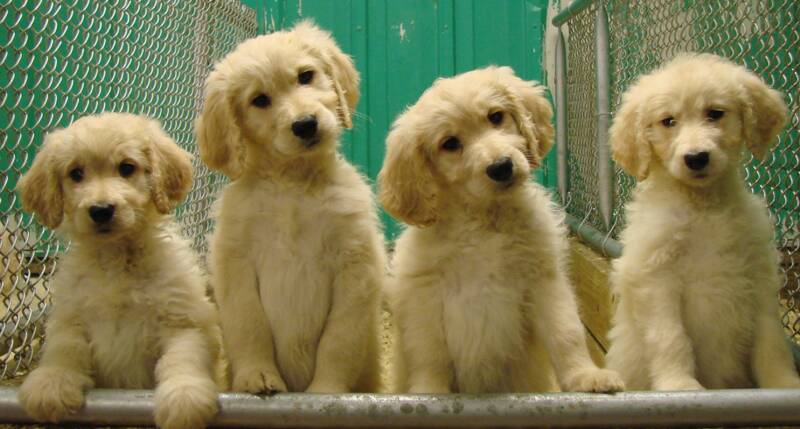 f2 goldendoodle puppies