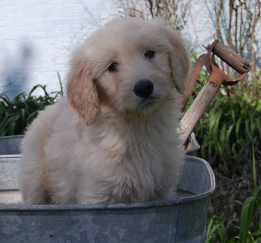 goldendoodle puppies pictures. Goldendoodle Puppies for Sale