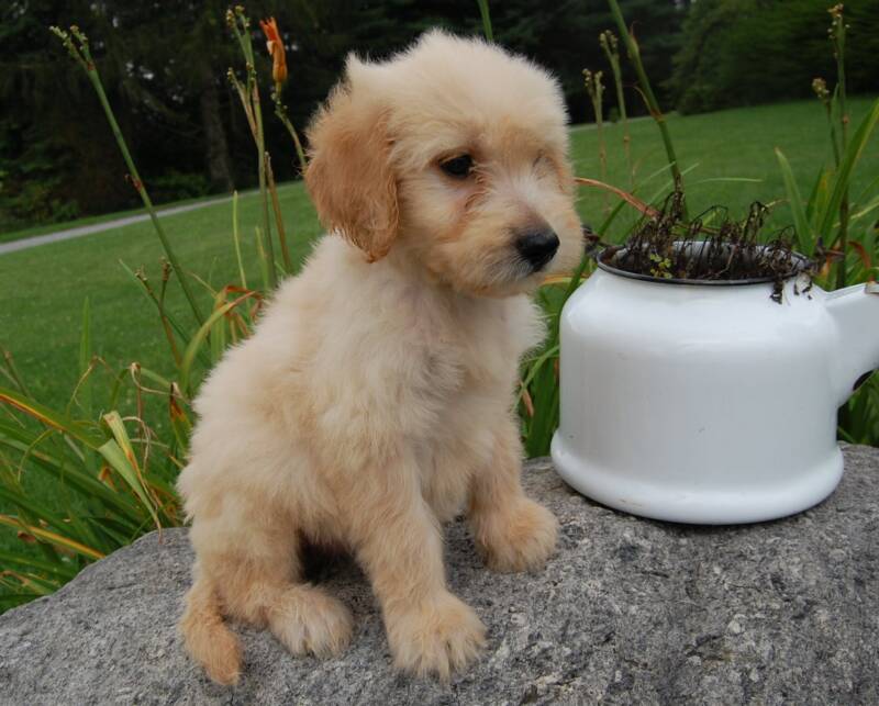 goldendoodle dogs for sale. Goldendoodle Puppies for Sale