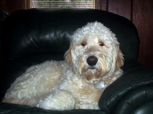 goldendoodle dogs for sale. Goldendoodle puppies for sale